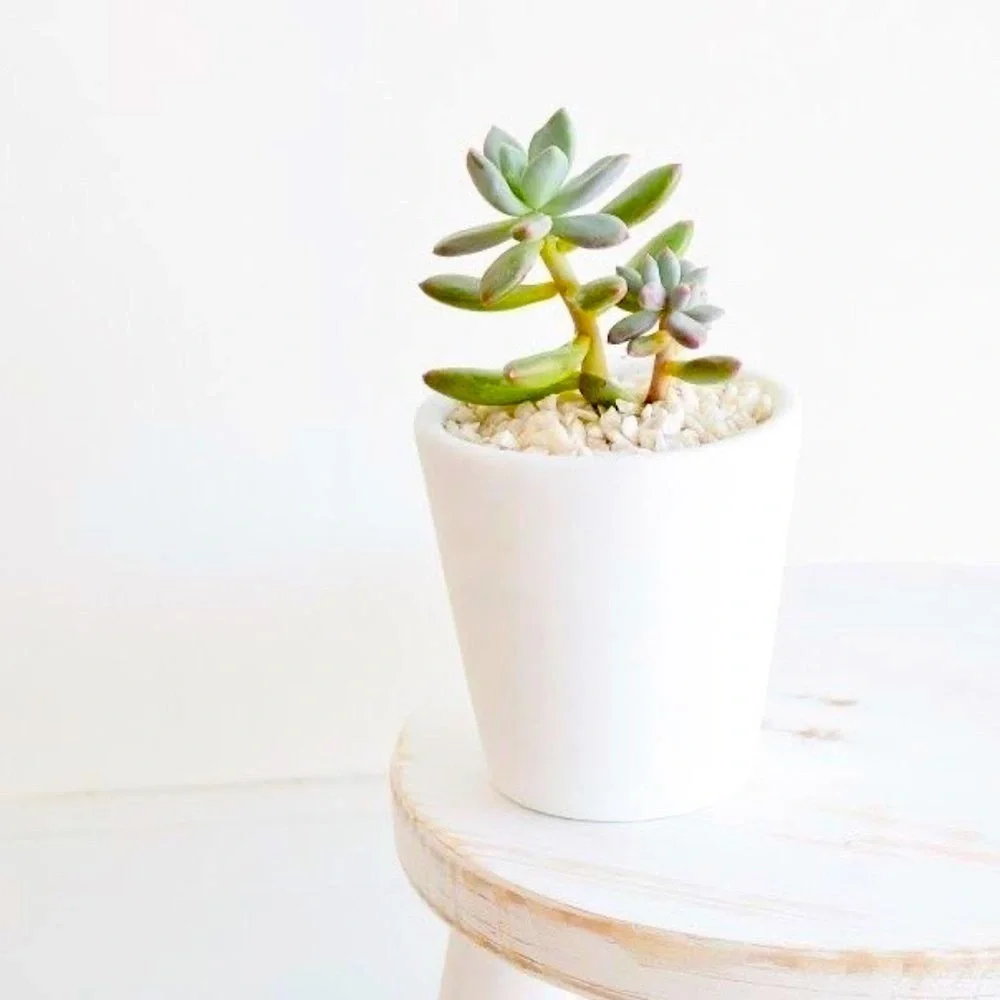 Matte Off White Stoneware Vase